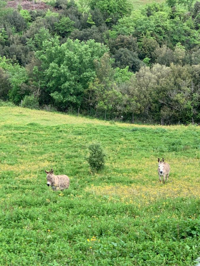 Podere Le Mulina Кастільйоне-д'Орчія Екстер'єр фото